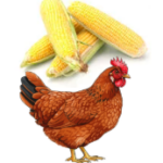 Livestock & Agriculture